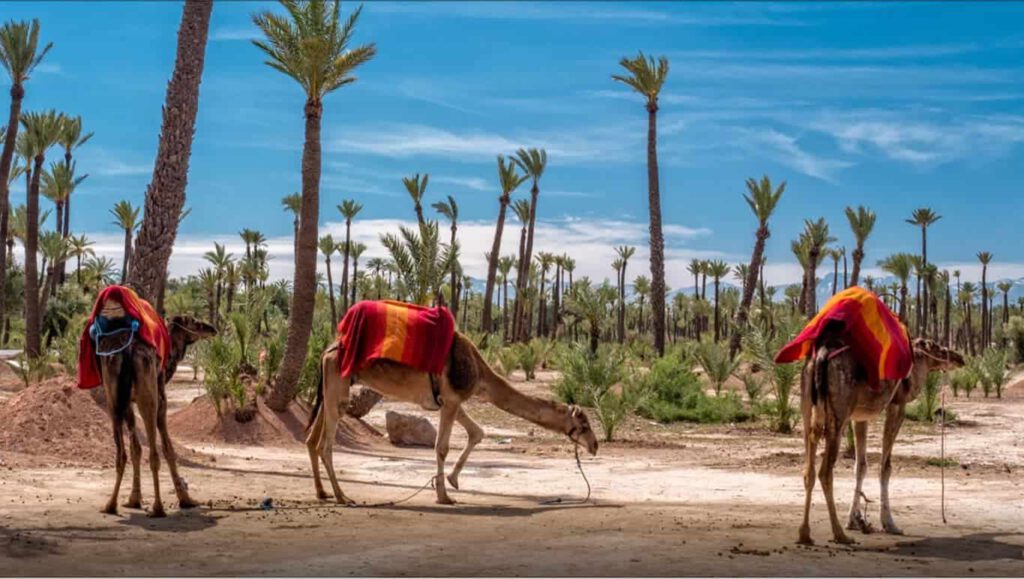 Paseo-a-camello-Marrakech